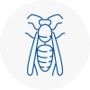 Poplar Wasp Nest Removal